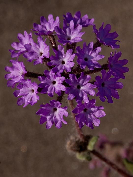 Sand Verbena, Abronia villosa  0341.jpg - Copyright 2010 DonJacobson